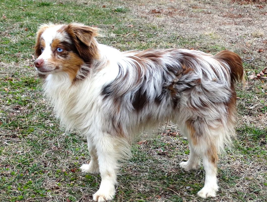 Are Toy Australian Shepherds For Families